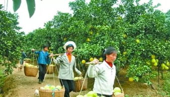 生鮮農產品冷鏈如何通過農業基礎設施建設離消費者更近