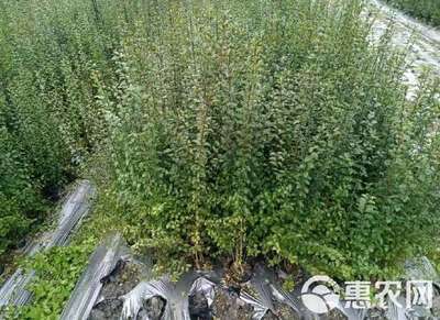 小葉女貞 小葉女貞苗 陜西小葉女貞樹苗 基地批發 直銷價格